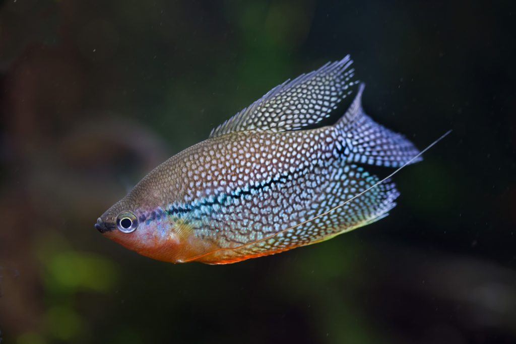 Pearl Gourami